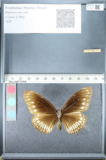 Media type: image;   Entomology 159275